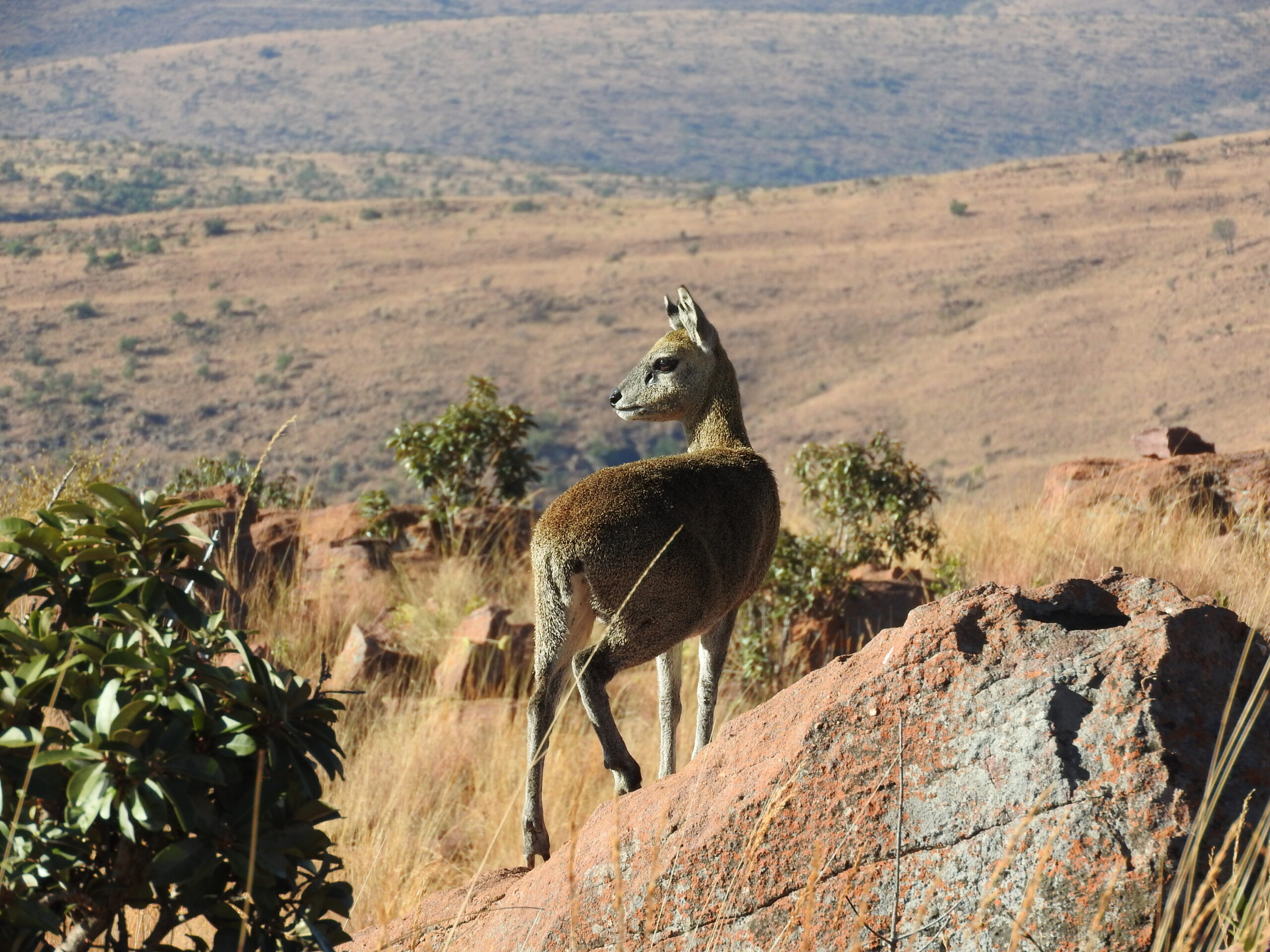 The kopjie climbers.