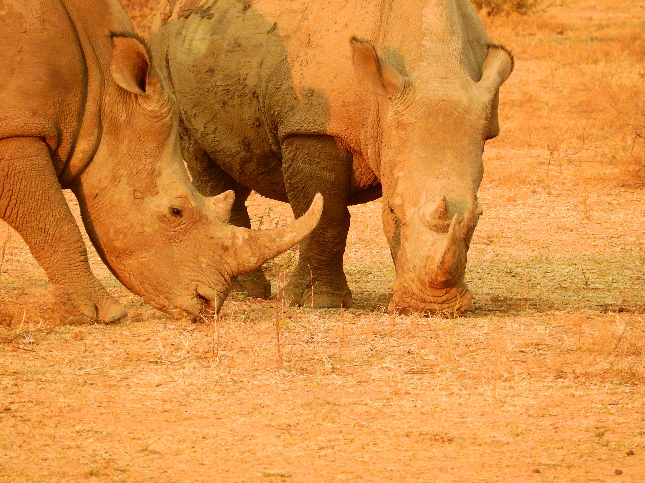 Rhino… under the car.