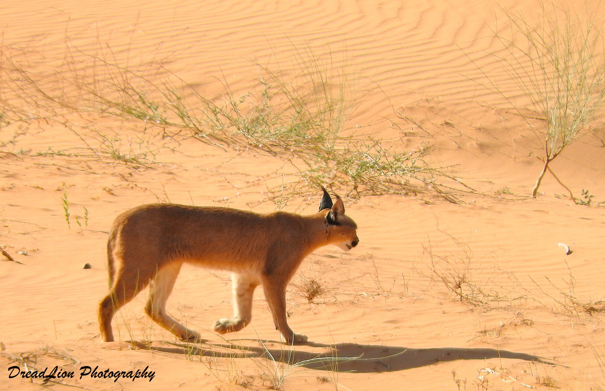 Caracal on the dunes