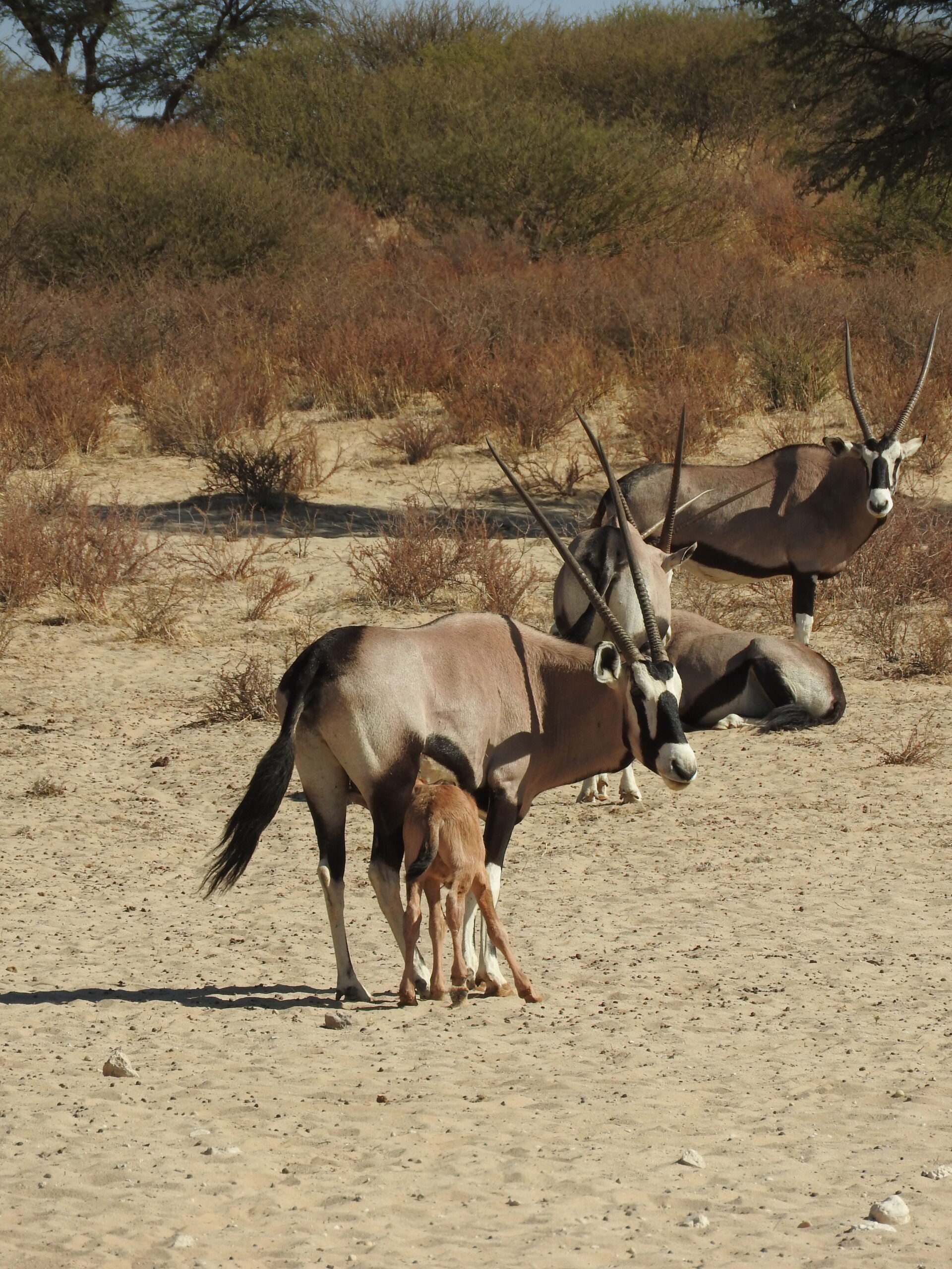 gemsbok baby