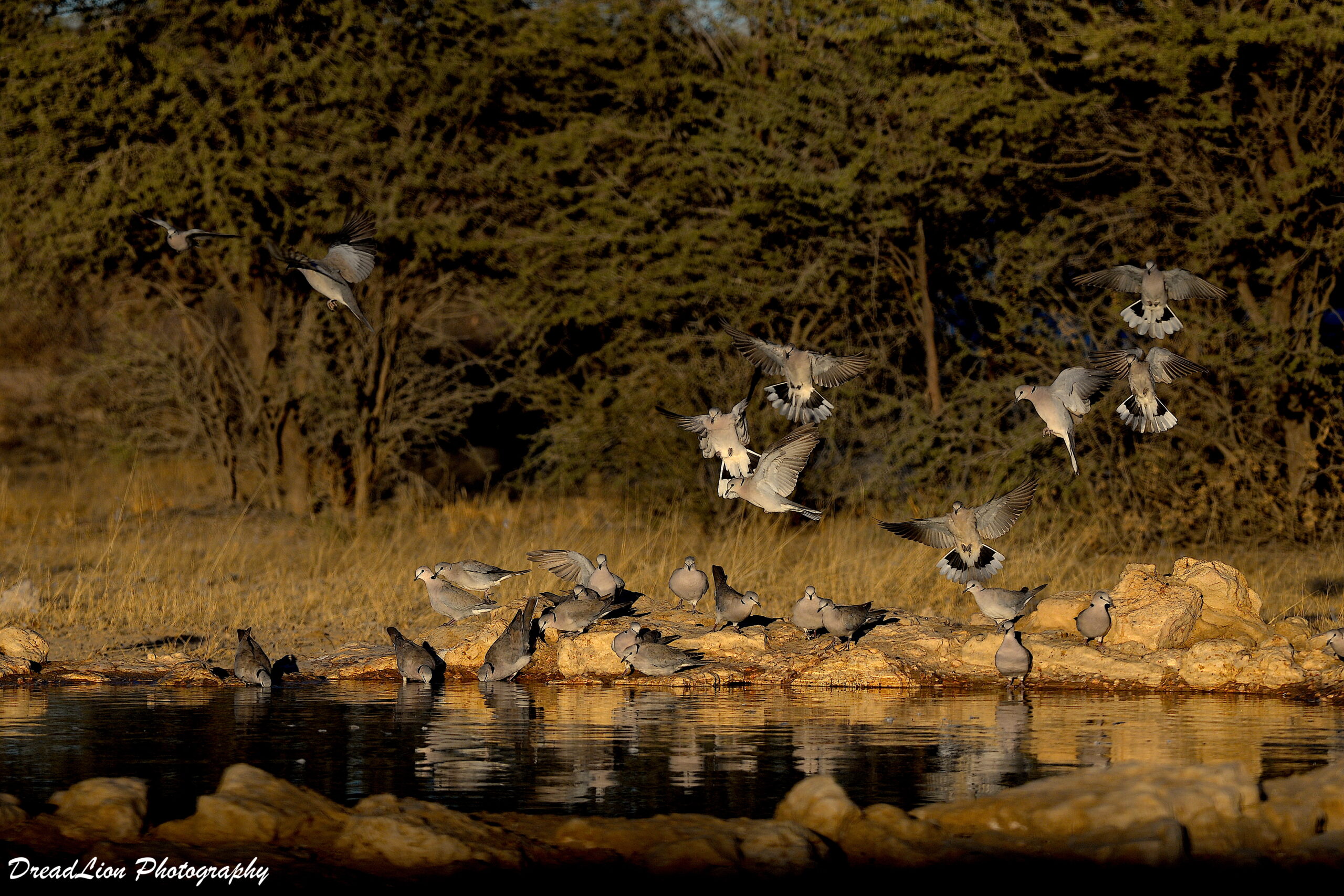 DOVES AT THE WATERHOLE