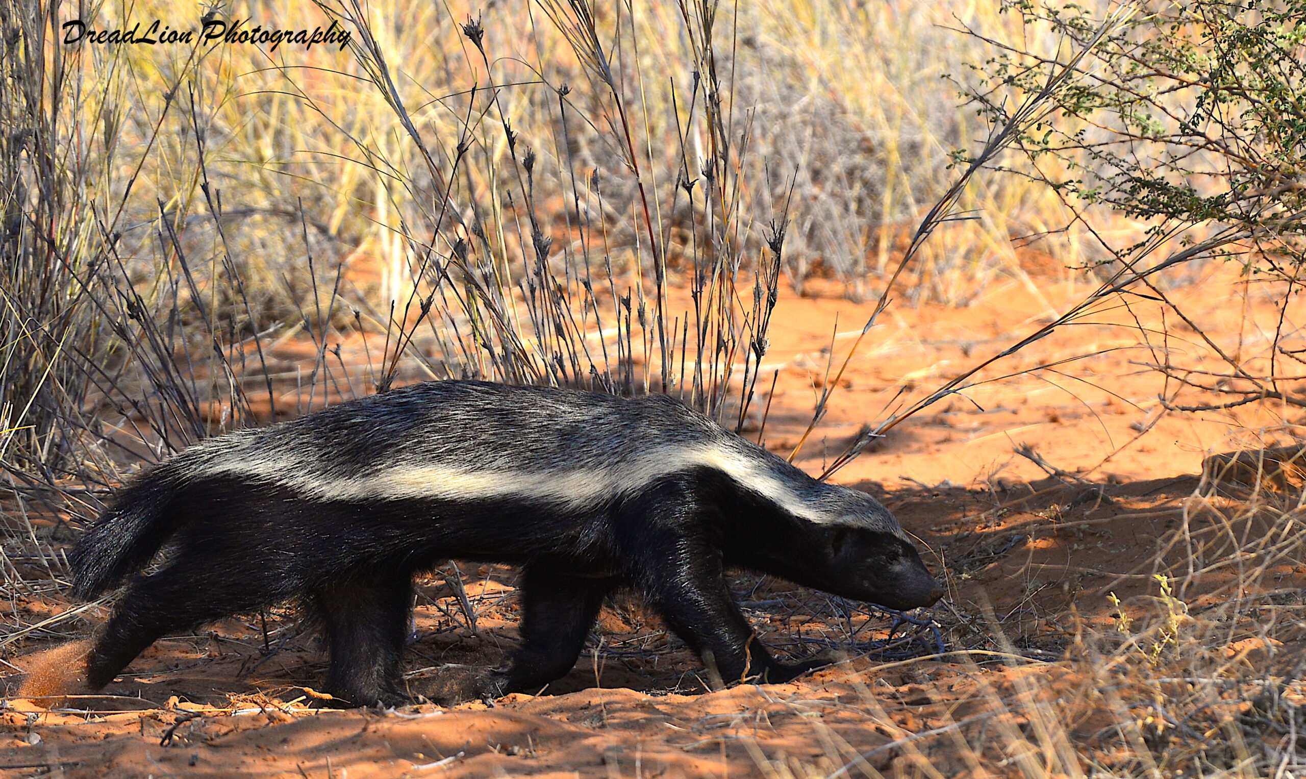 The 3 stooges of the Kgalagadi