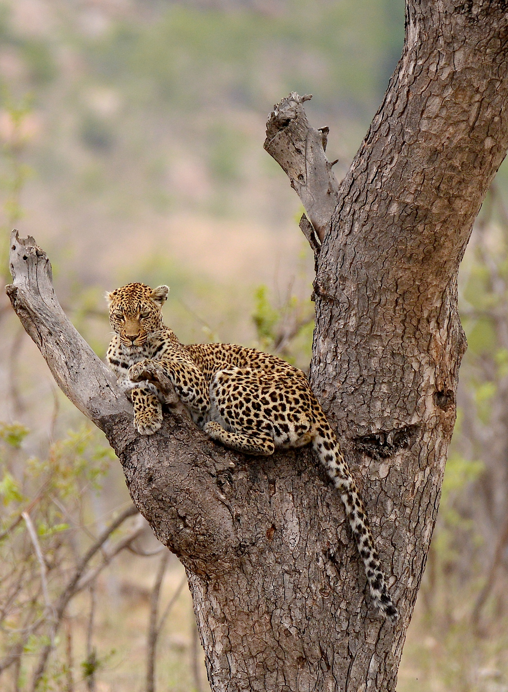 The leopard who would not share