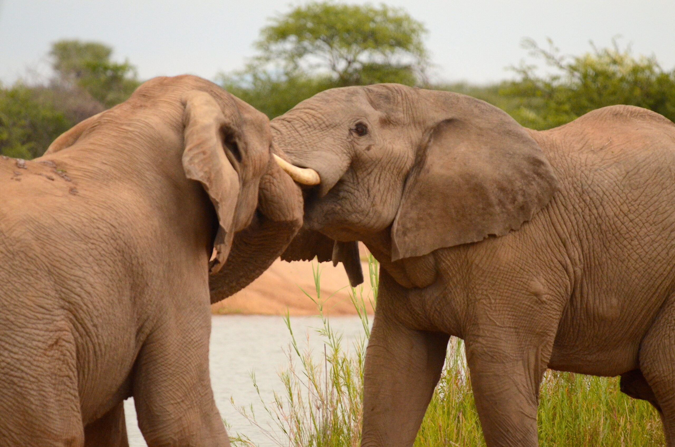 The askari bully at the waterhole