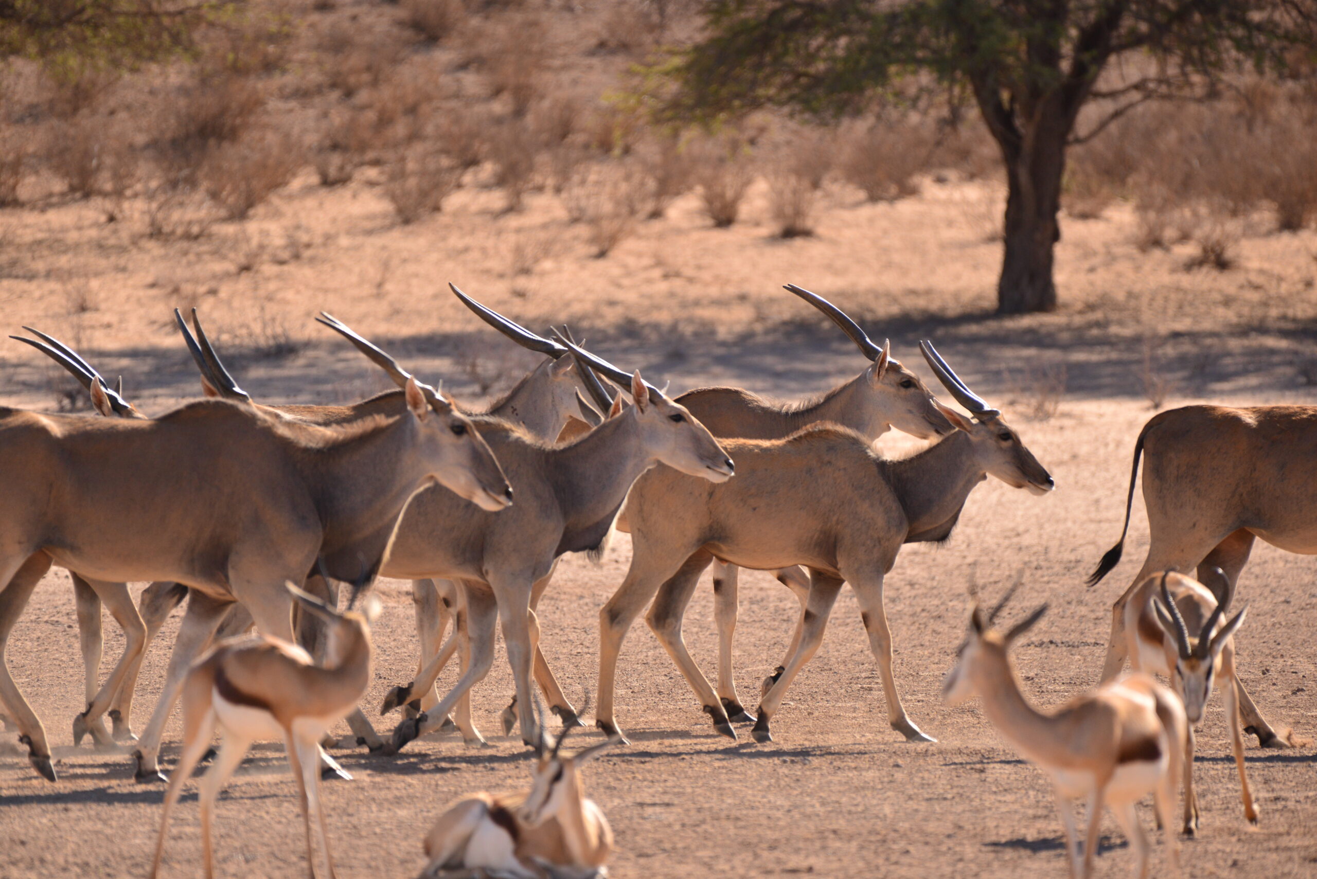 The eland herd escapes the lions.