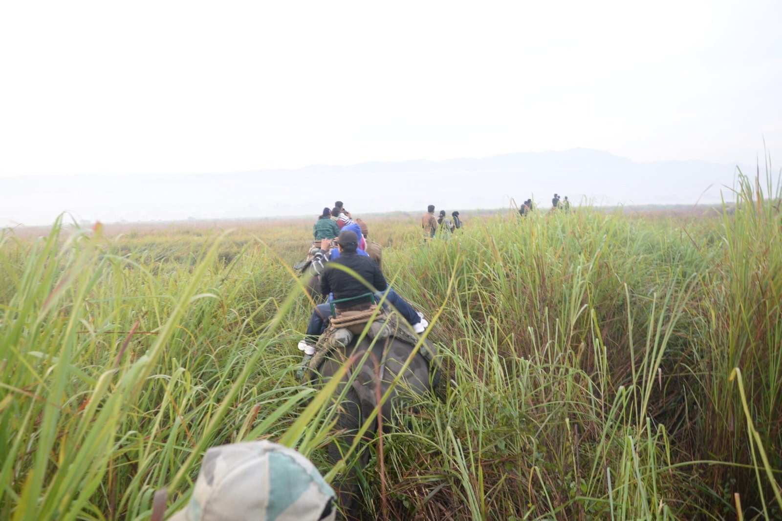Kaziranga