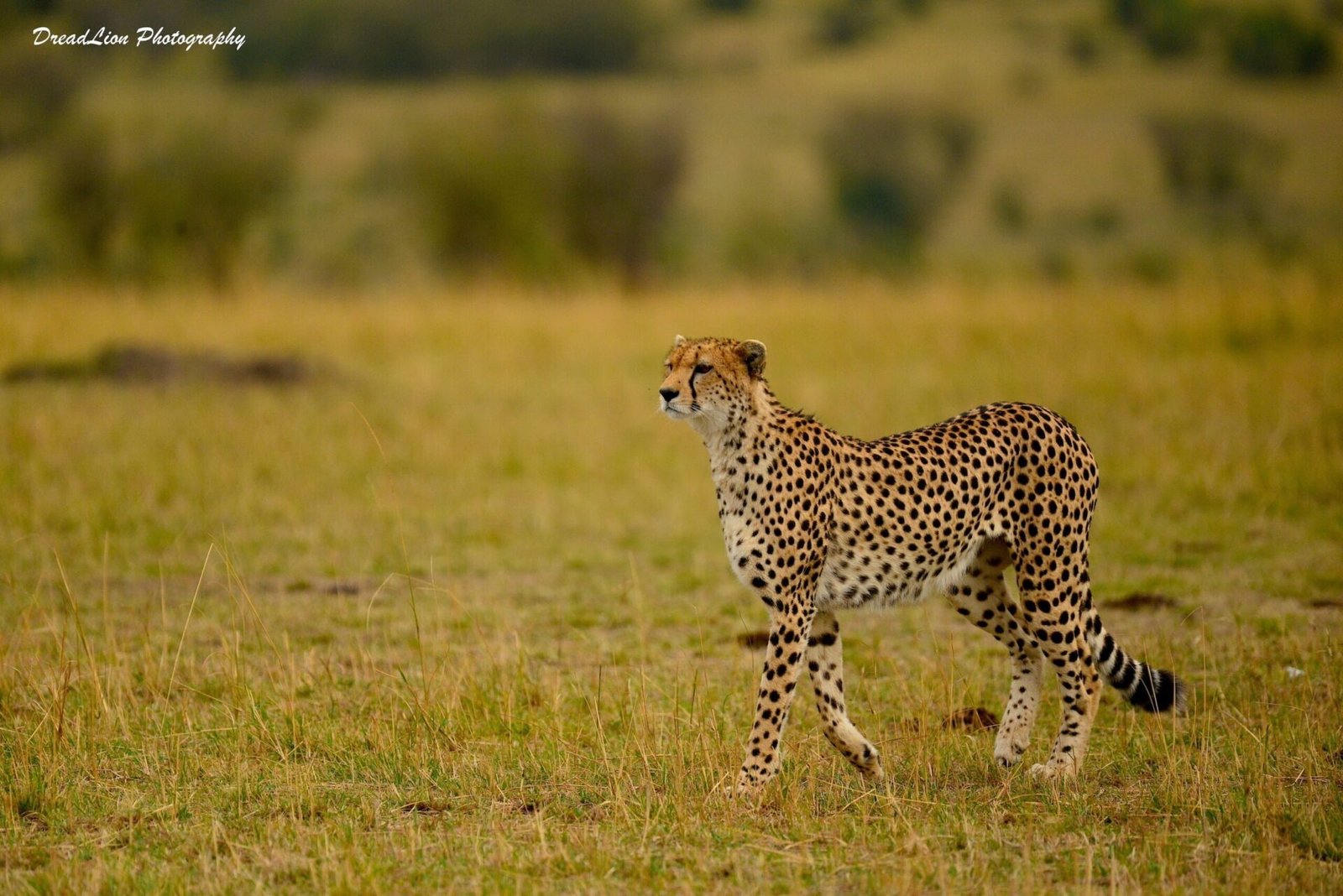 Kenya