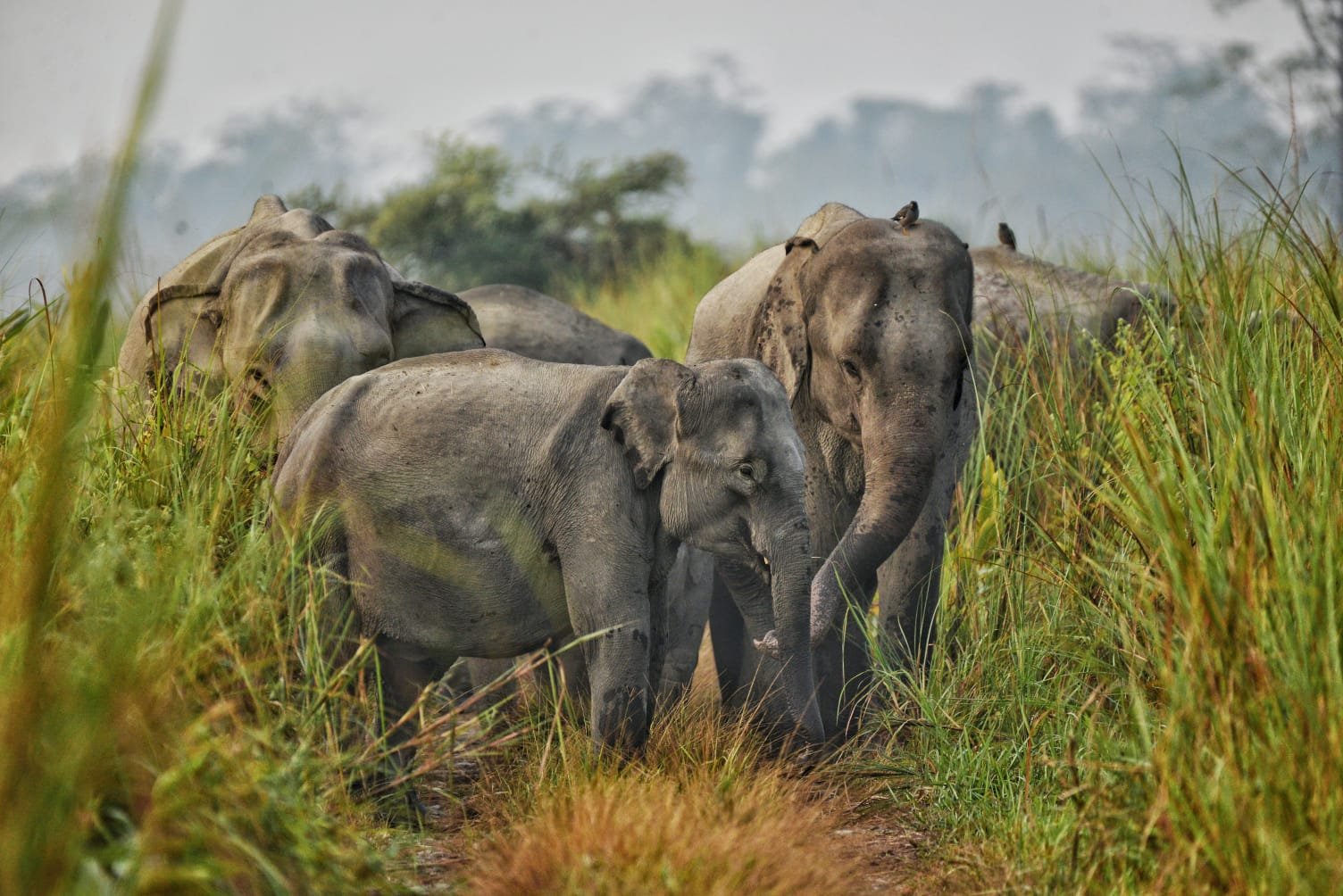 corbett