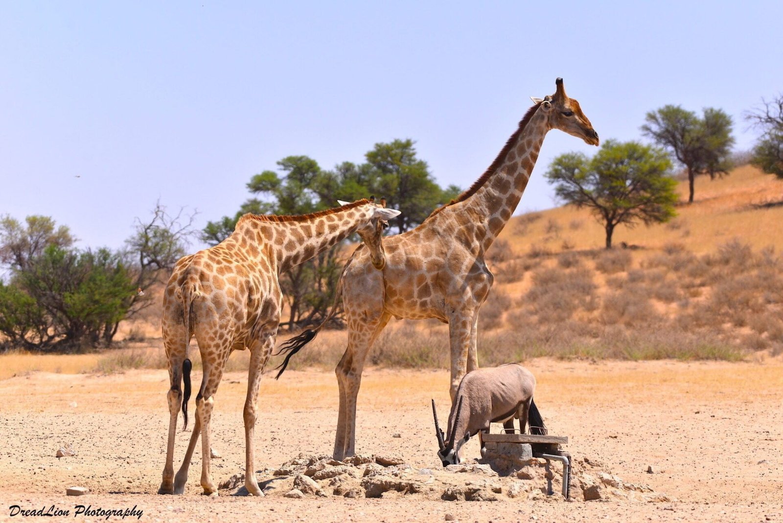 KGALAGADI WILDLIFE PHOTOGRAPHY TOUR