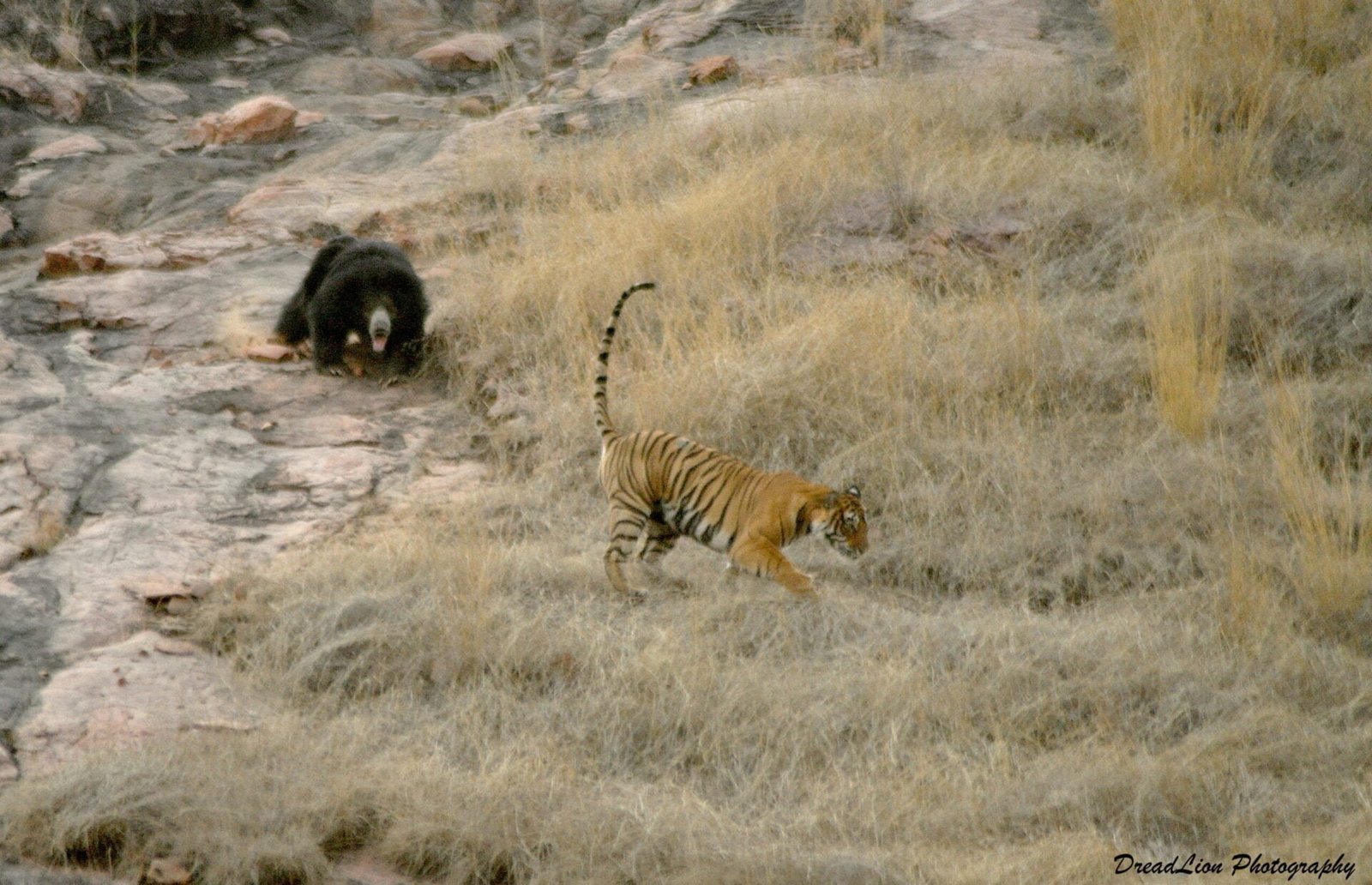ranthambhore