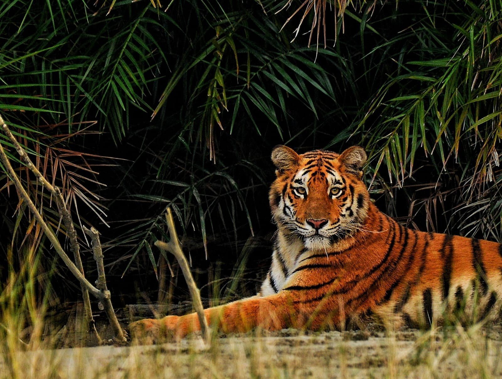 sunderbans