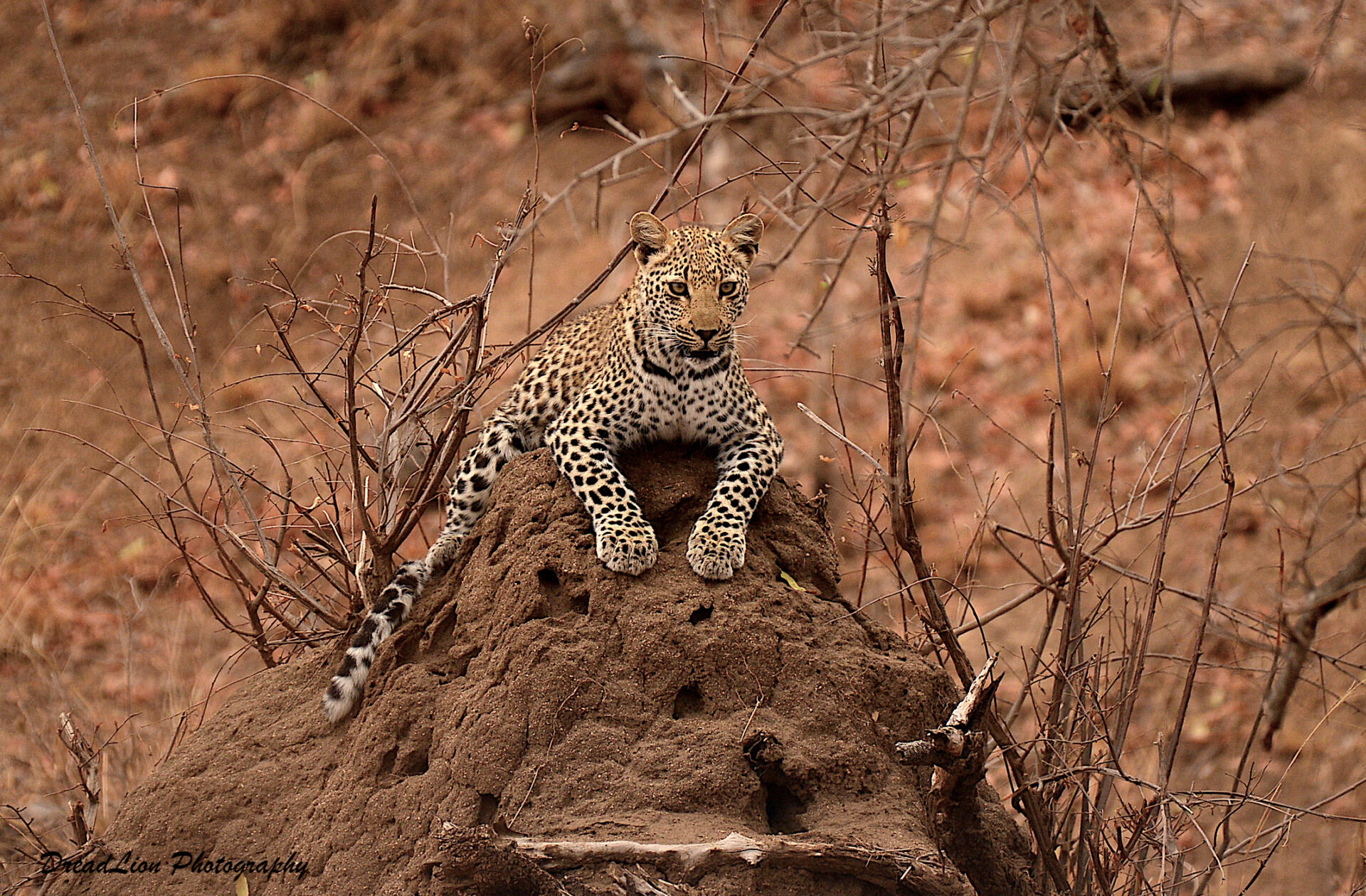 juv termite mound