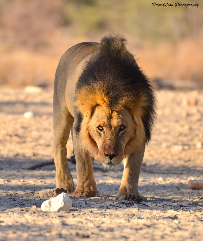 full frontal photo of a lion staring meacingly into the camera