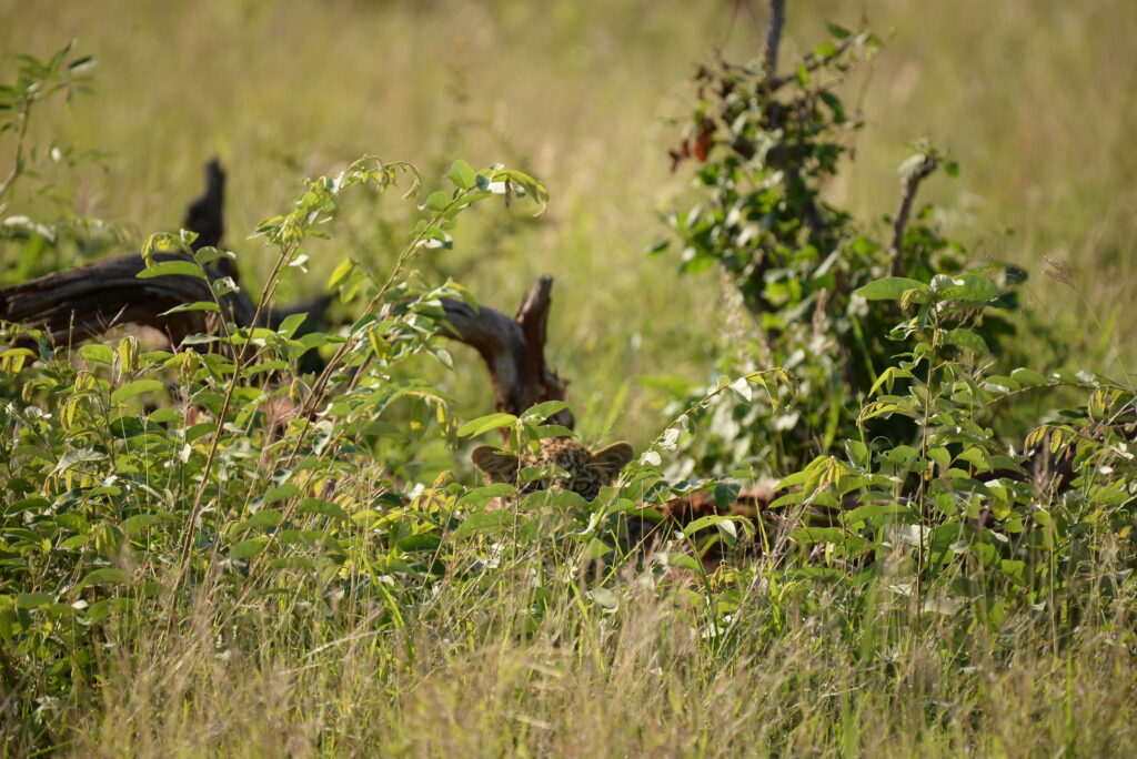 tiny leopard cub peeks through the bushes