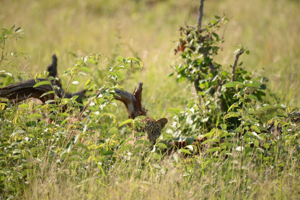 leopardess peeks through the bushes