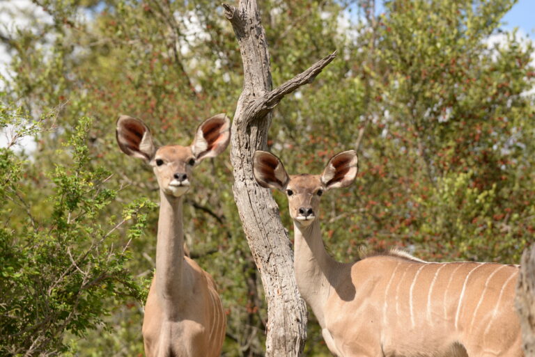 2 female kudu looking intensely at the camera