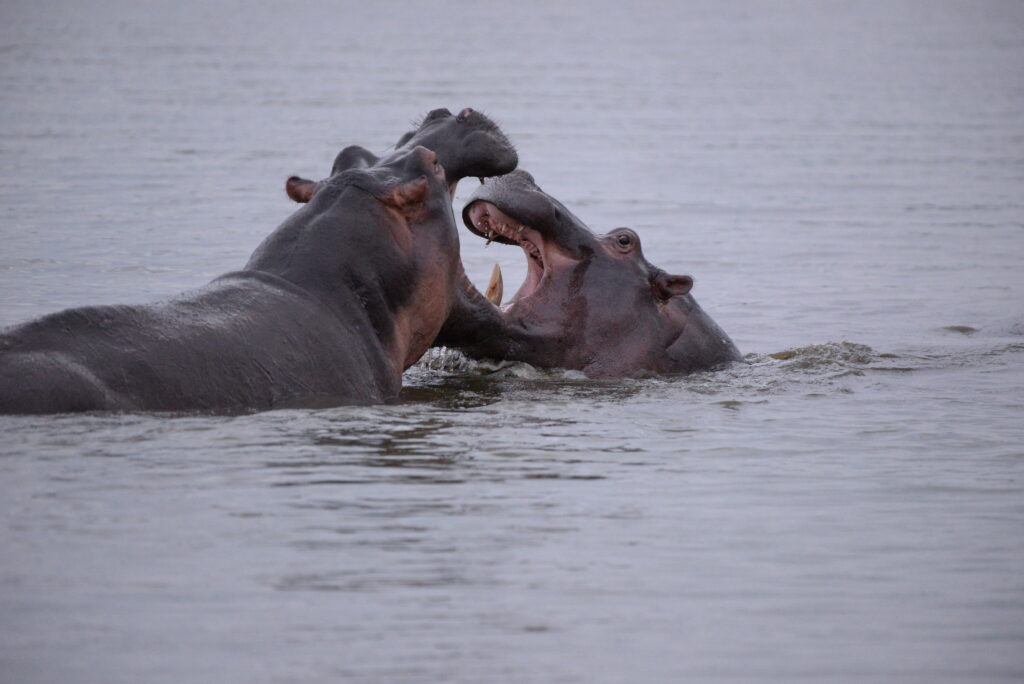 2 hippos in the water, heads showing with mouths against each other.