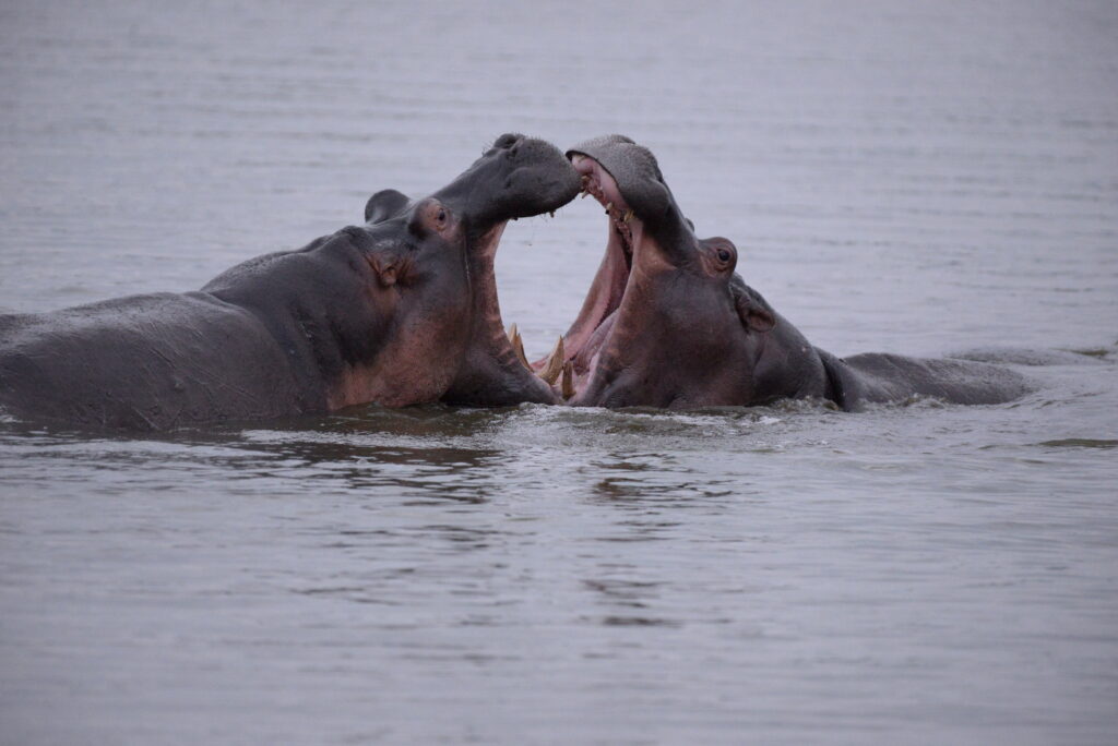 2 hippos in the water, heads showing with mouths against each other.