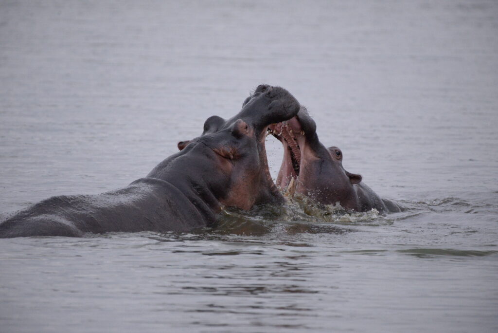 2 hippos in the water, heads showing with mouths against each other.