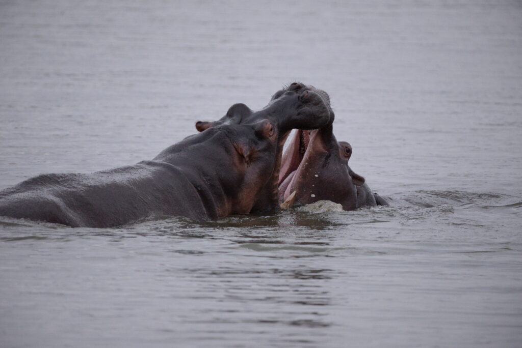 2 hippos in the water, heads showing with mouths against each other.