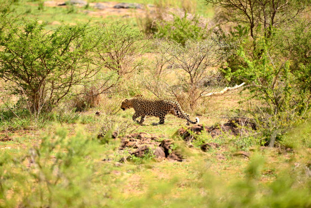 leopard walking in to some bushes