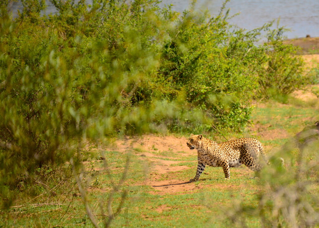 leopard head up, watching the bushes intently