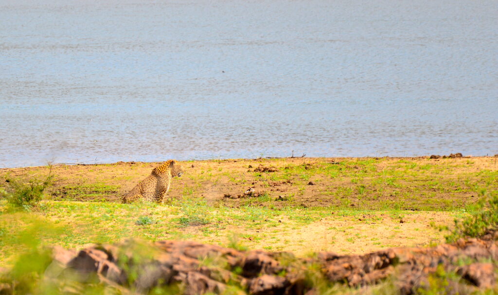 leopard sitting on the riverbank