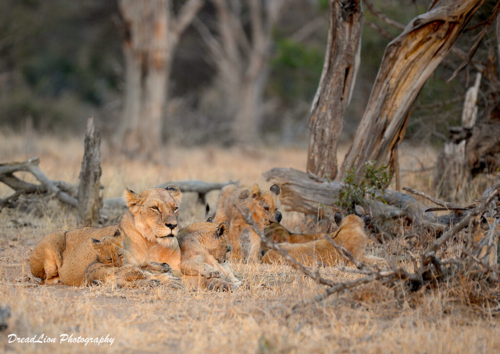 lioness and cubs resting alert