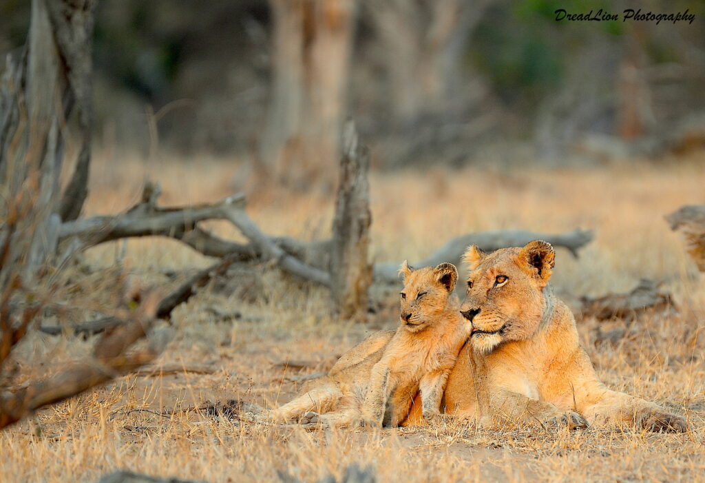 lioness and cubs resting alert