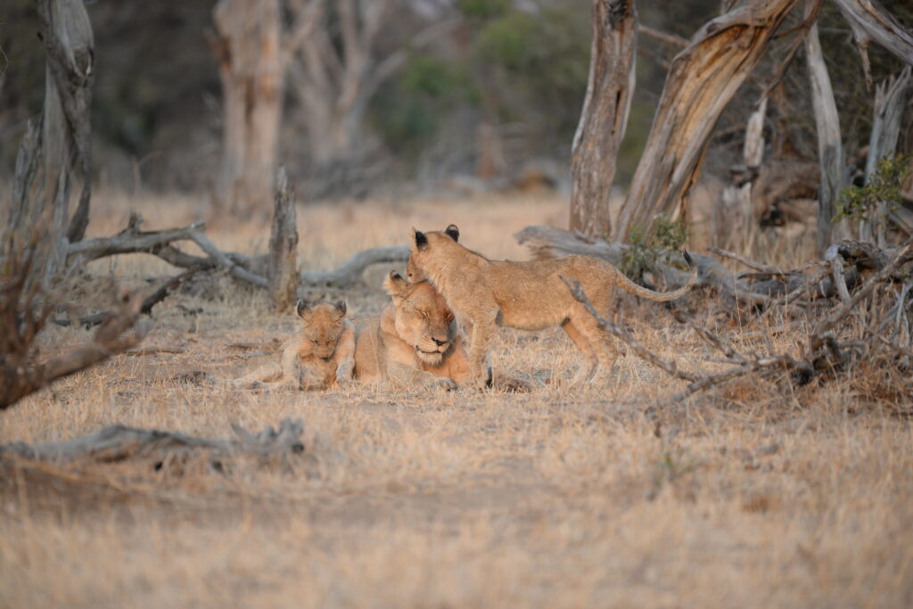 lioness and cubs resting and looking around