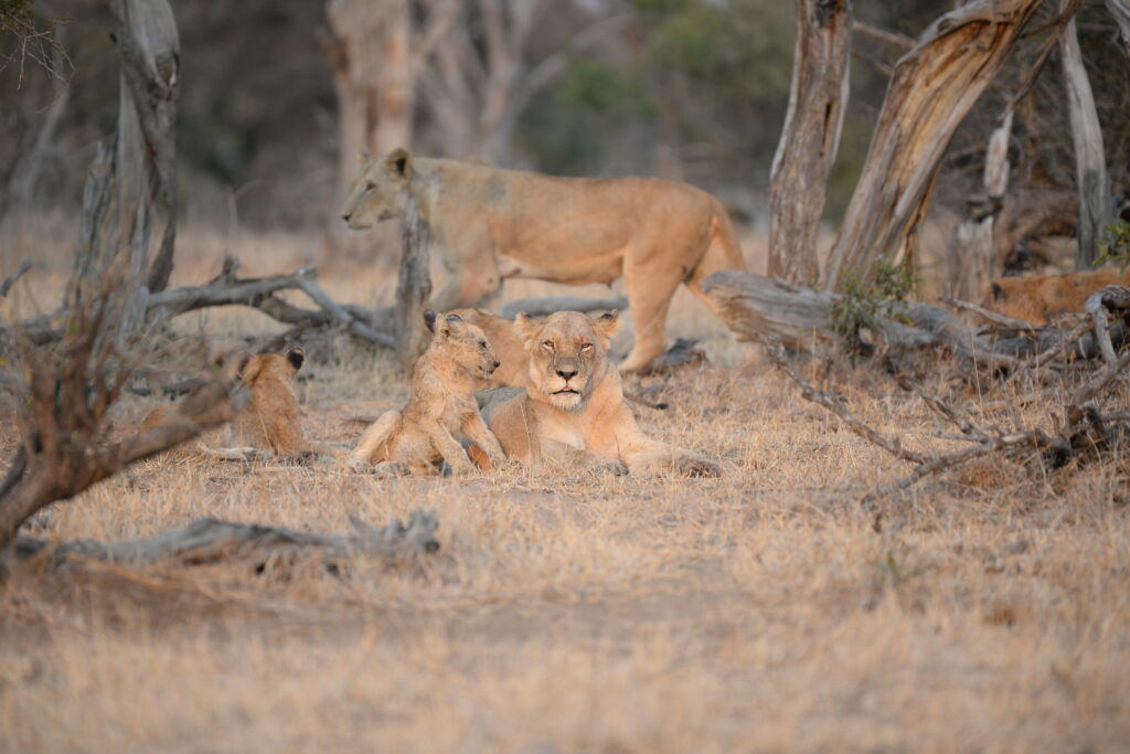 lioness and cubs resting alert