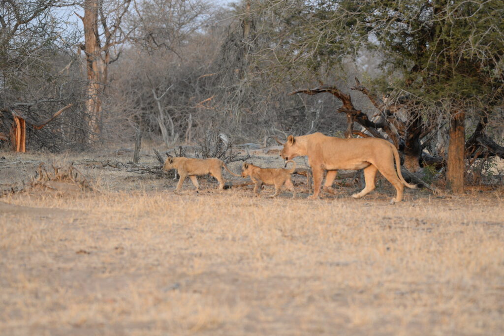 lioness and cubs walking