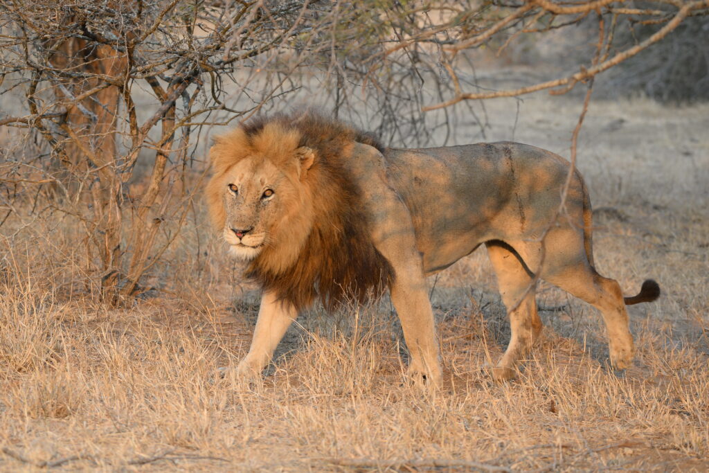 big male lion