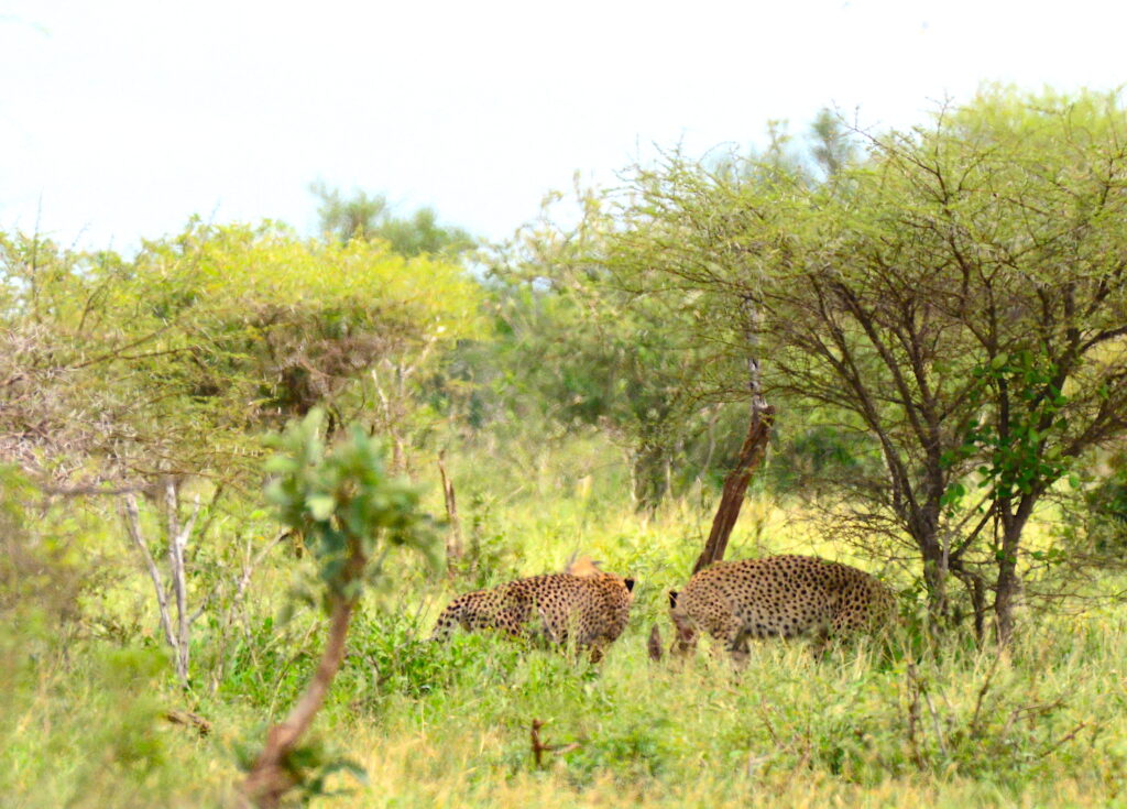 HYENAS TAKING OVER A KILL FROM 2 CHEETAHS