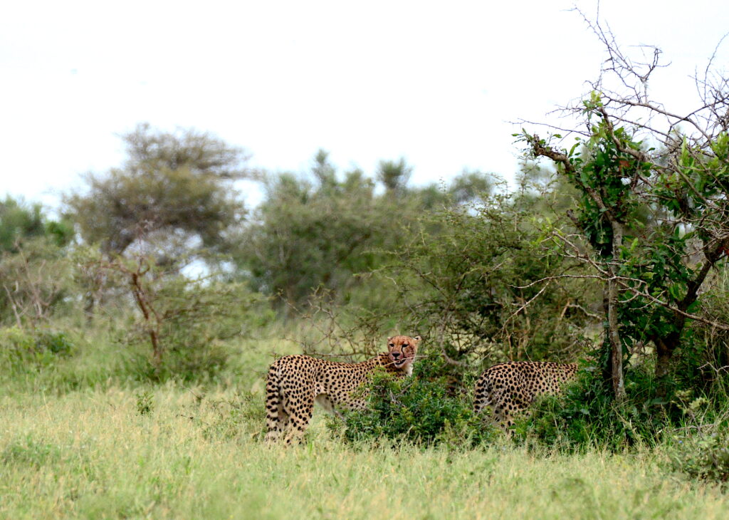 2 CHEETAHS PROFILE LEAVING THE KILL AREA