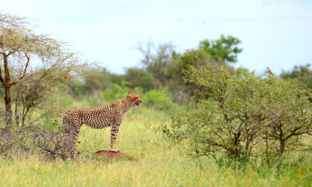 SIDE VIEW OF A CHEETAH STANDING ON A LOG