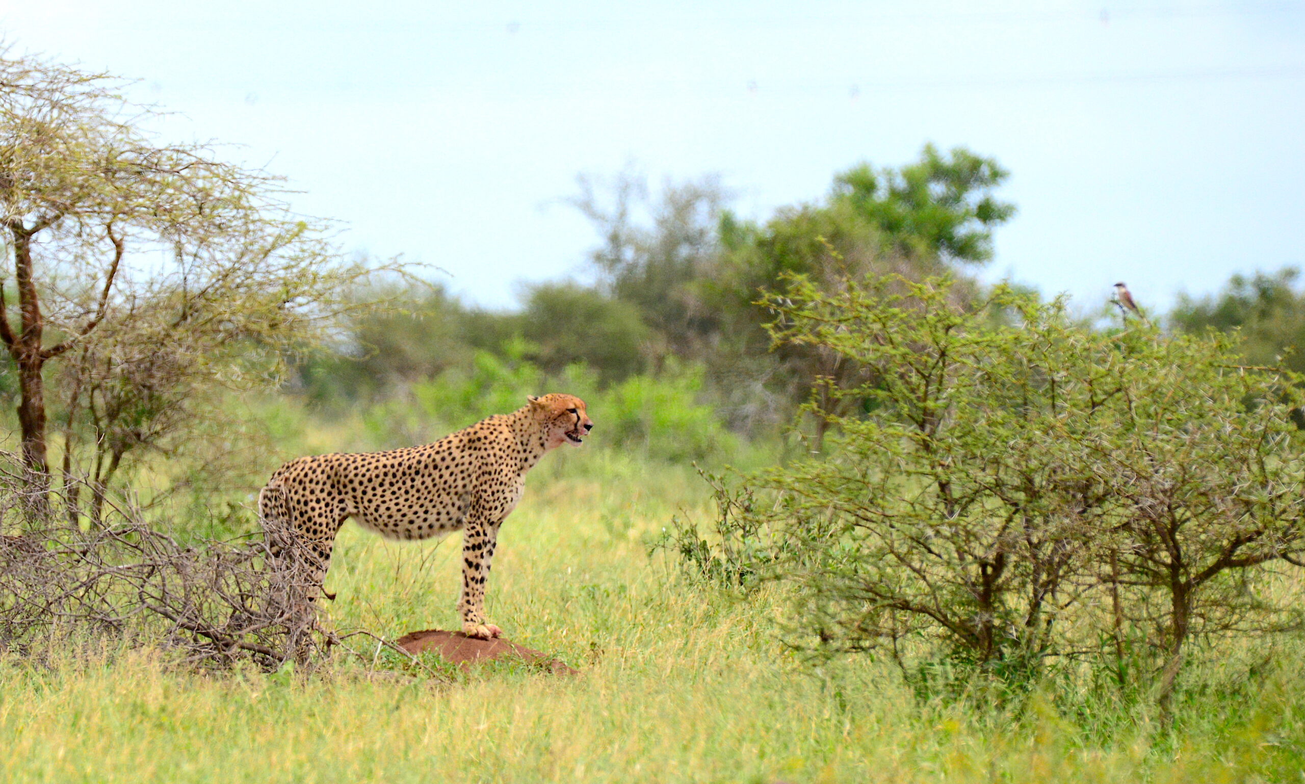 THIEVING HYENAS!