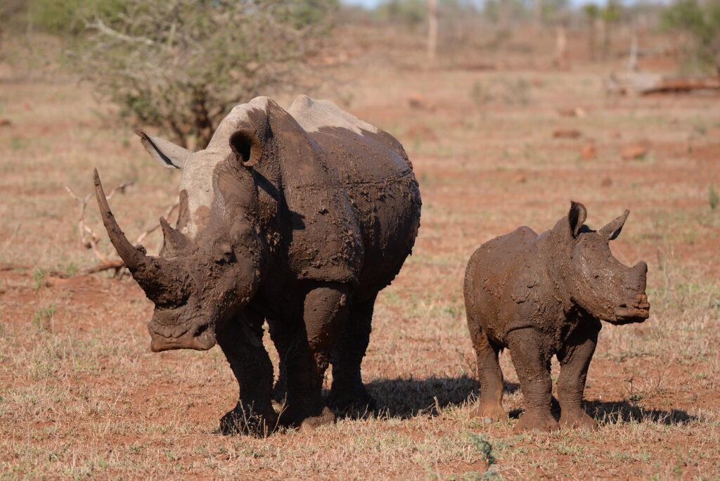 mother and calf rhino covered in mud