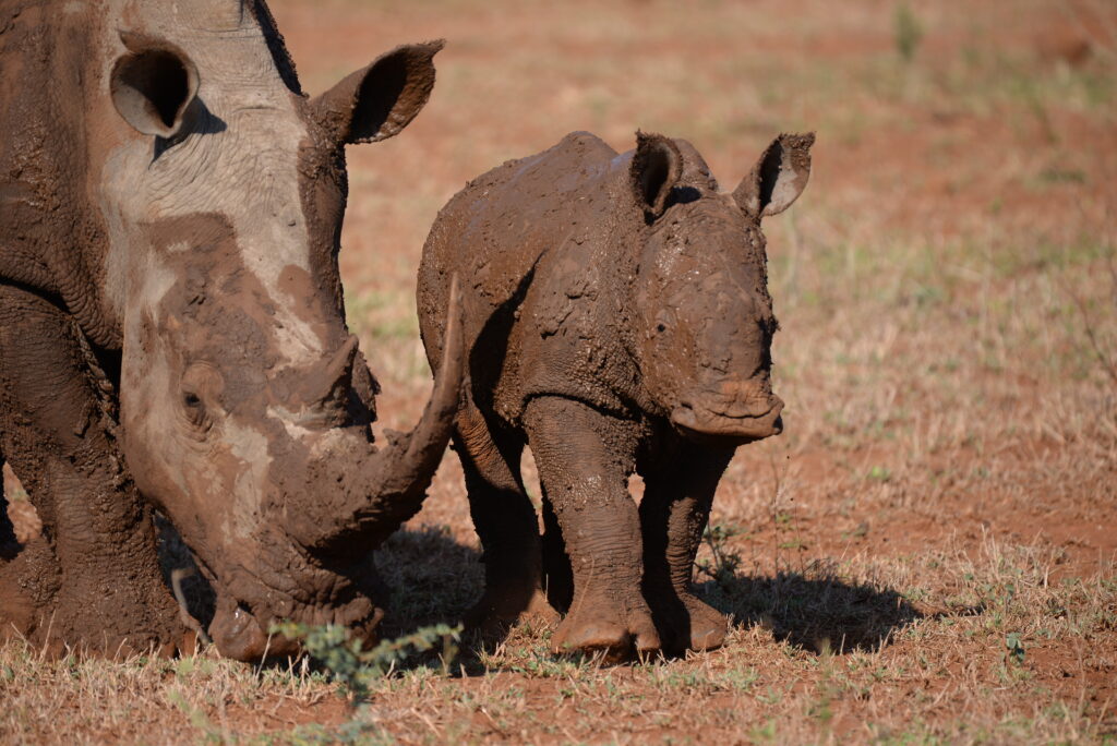 mother and calf rhino covered in mud