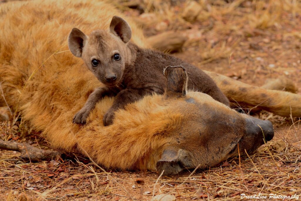 hyena cub clambering on mother