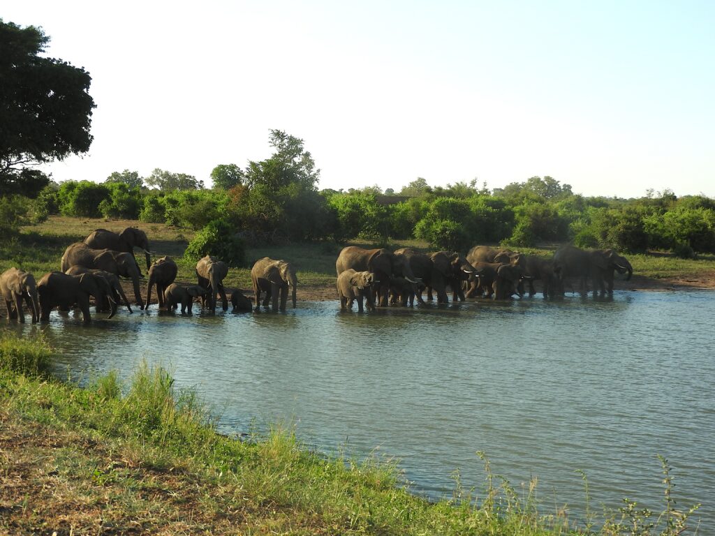 Elephants drinking at the waterhole