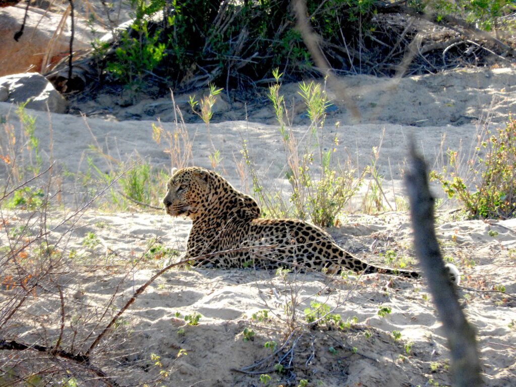 leopard lying on the sand