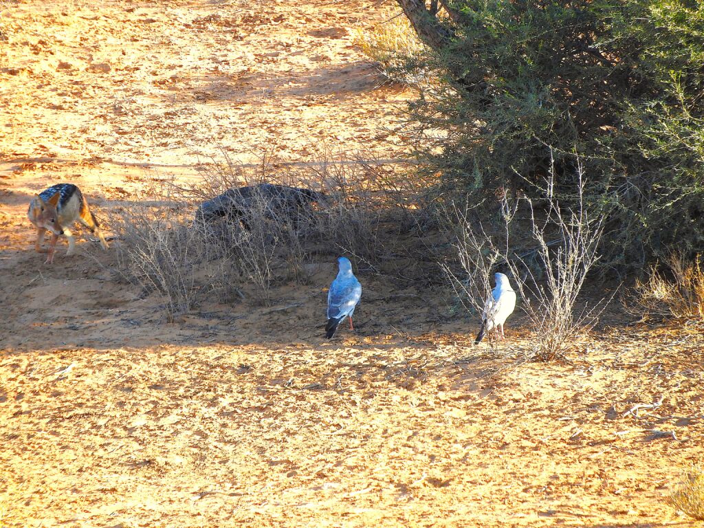 a pale chanting goshawk and a jackal and a honey badger around a bush