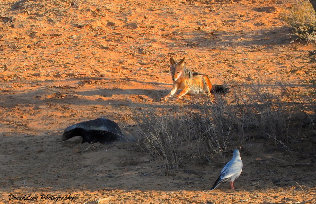 a pale chanting goshawk and a jackal and a honey badger around a bush