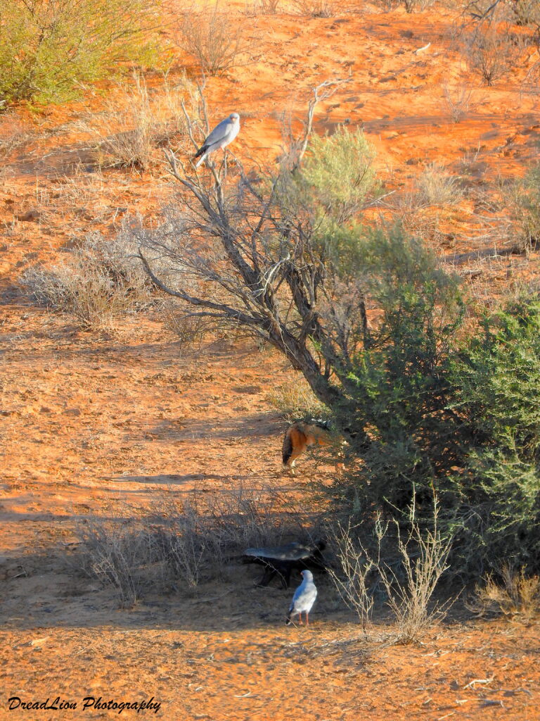 a pale chanting goshawk and a jackal and a honey badger around a bush