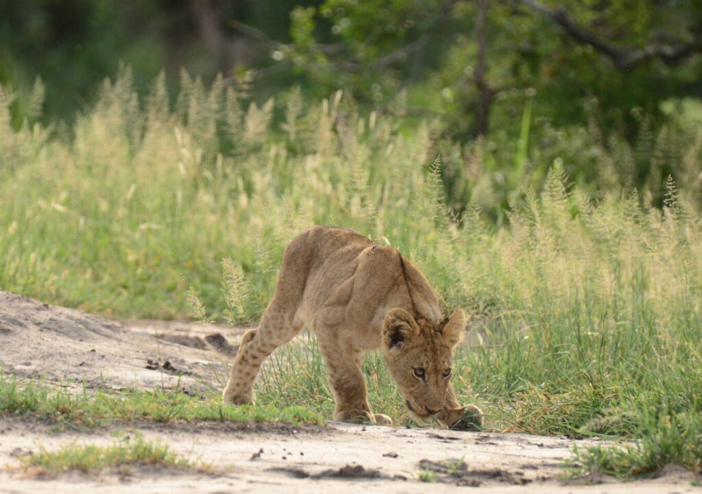 lion cub sniffing the ground