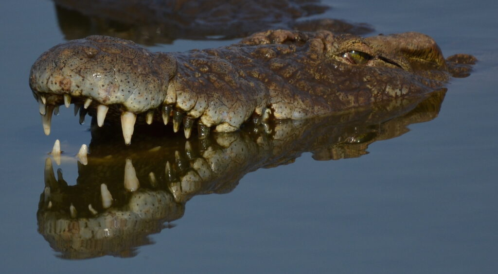 crocodile mouth and reflection in the water.