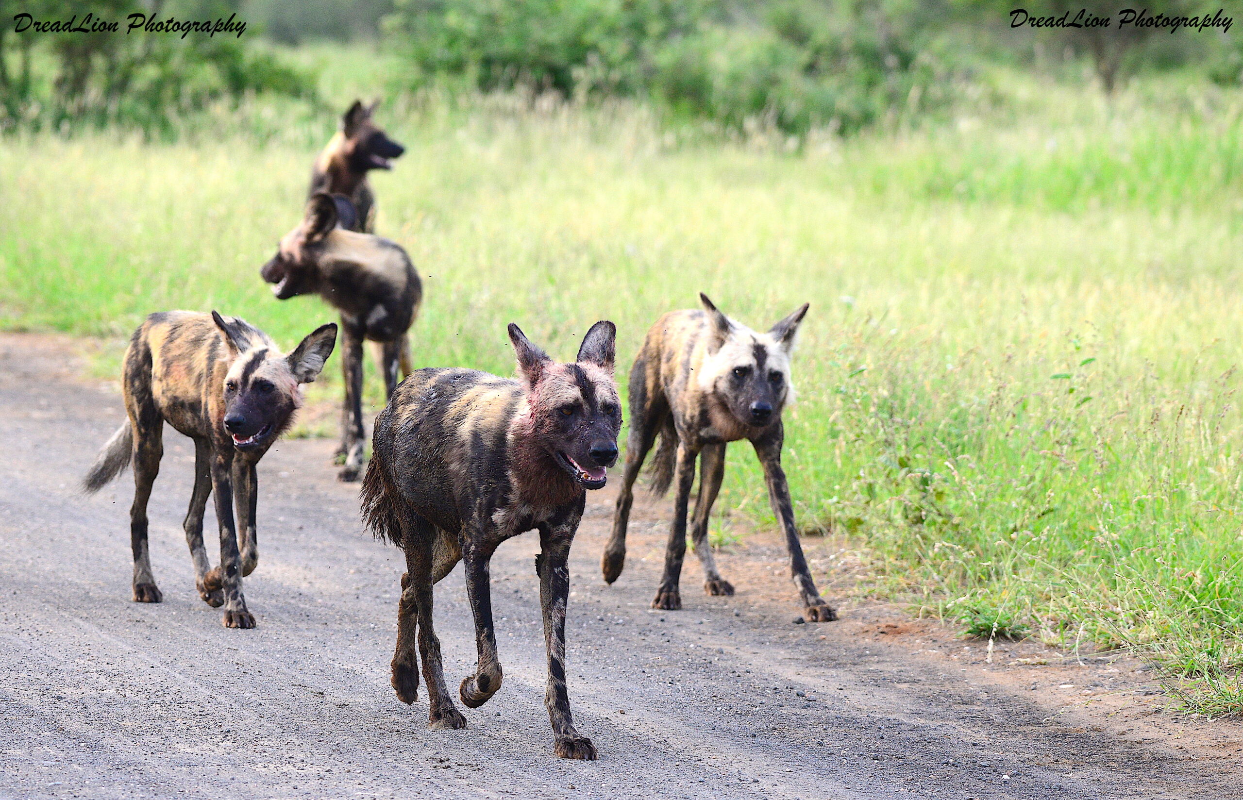 The wild dogs at Nsemani.