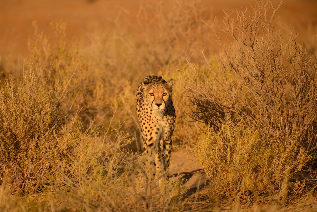 head on shot of a cheetah with red eyes looking directly at the camera