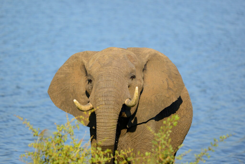 female elephant looking aggressive close up